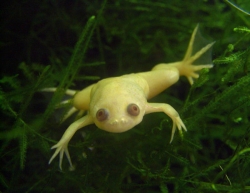 Xenopus laevis albin