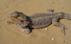 Pogona vitticeps short tail  c.b.