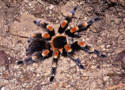 Brachypelma smithi