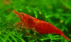 Caridina denticulata - Red Cherry 