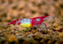 Caridina heteropoda Red White 