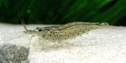 Caridina japonica S