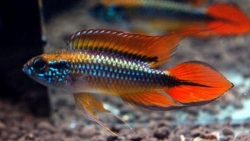 Apistogramma agassizii dopp.rot