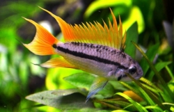 Apistogramma cacat. orange