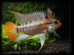 Apistogramma eunotus 