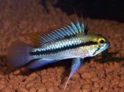 Apistogramma trifasciata