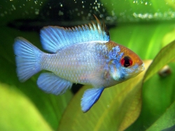 Papiliochromis ramirezi electric blue