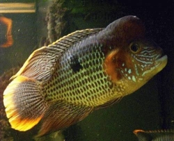 Aequidens rivulatus Goldsaum