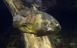 Astronotus ocellatus 