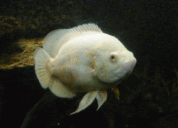 Astronotus ocellatus Albino  M