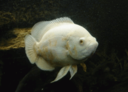 Astronotus ocellatus Albino 3 - 4 cm     