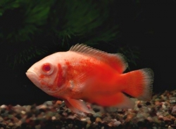 Astronotus ocellatus Albino Red Oscar 