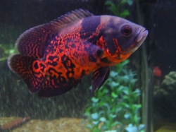 Astronotus ocellatus Red Tiger M
