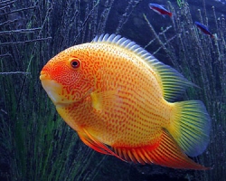 Heros severum 