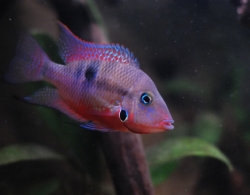 Thorichthys meeki
