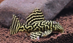 Ancistrus sp.  L- 340  CZNZ