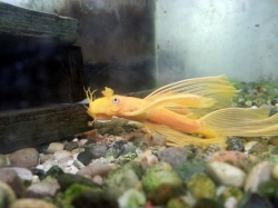 Ancistrus sp.GOLD black eye L144 CZNZ