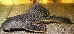 Hypostomus plecostomus 