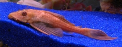 Hypostomus plecostomus Albino  