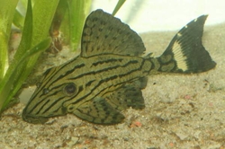 L-191-Panaque spec. Dull eyed Royal Pleco