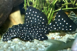 L240/L241 Leporacanthicus galaxias "Vampire Pleco" M 