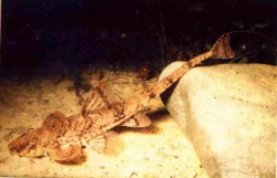 Loricaria filamentosa