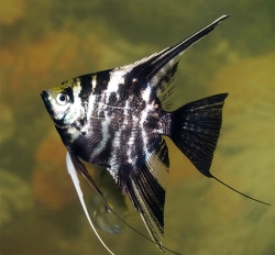 Pterophyllum marble