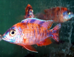 Aulonocara sp. Fire Red Calico