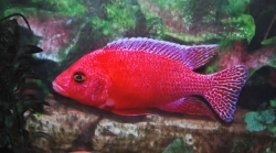 Aulonocara spec. Strawberry Super Color 