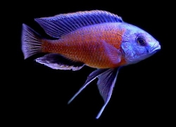 Copadichromis/Haplochromis borleyi red fin