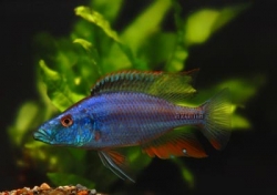 Dimidiochromis/Haplochromis compressiceps  