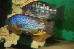 Haplochromis (Eclectochromis) labrosus