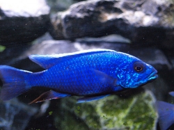 Haplochromis ahli  