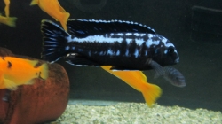 Melanochromis interruptus