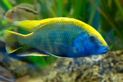 Nimbochromis venustus  