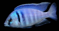 Placidochromis electra  