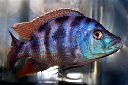 Placidochromis milomo