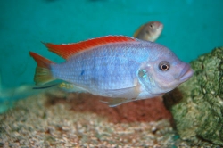 Pseudotropheus greshakei  