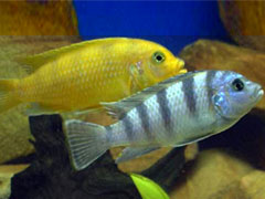 Pseudotropheus lombardoi  