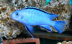 Pseudotropheus socolofi  