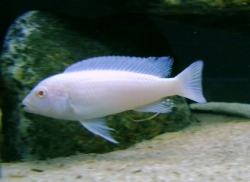 Pseudotropheus socolofi Albino   