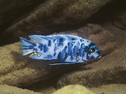 Pseudotropheus zebra O.B.