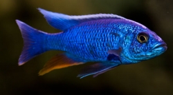 Scianochromis fryeri 