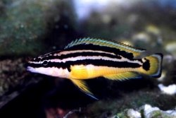 Julidochromis ornatus