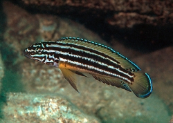 Julidochromis regani