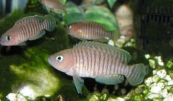 Lamprologus multifasciatus