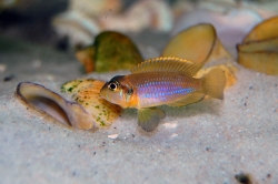 Lamprologus ocellatus gold