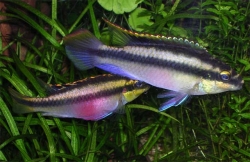 Pelvicachromis pulcher