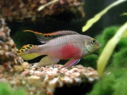 Pelvicachromis pulcher 