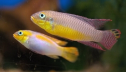 Pelvicachromis taeniat.Kienke